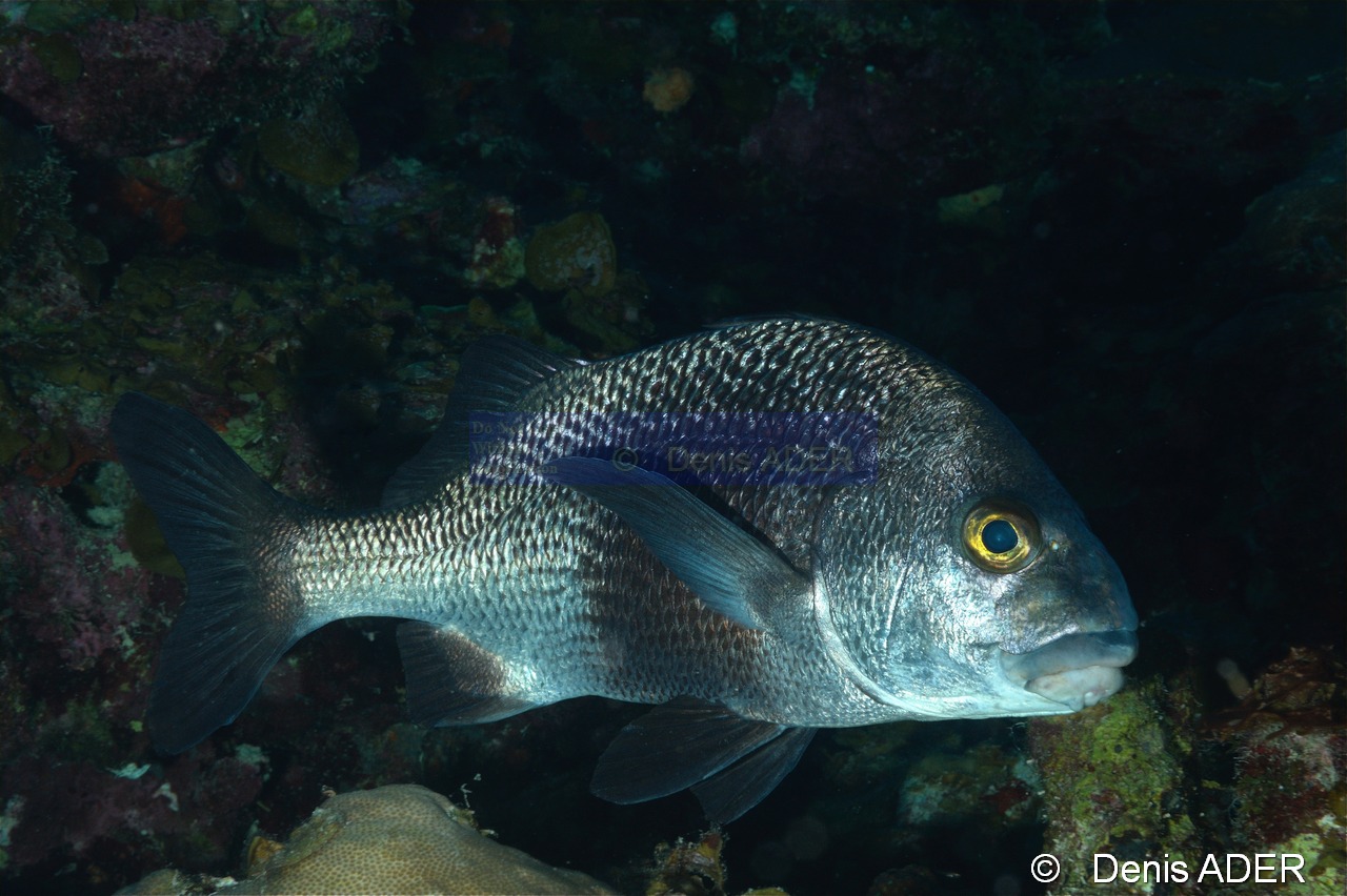 Anisotremus surinamenensis Lippu-Bonaire 1000steps-32m-20180222-Denis-ADER-DSC_7455_tn.jpg